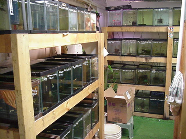 PPGA fishroom