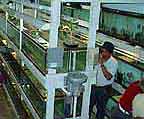 A PPGA Fishroom