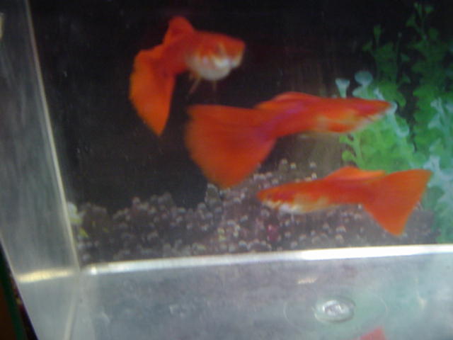 New Red Albinos