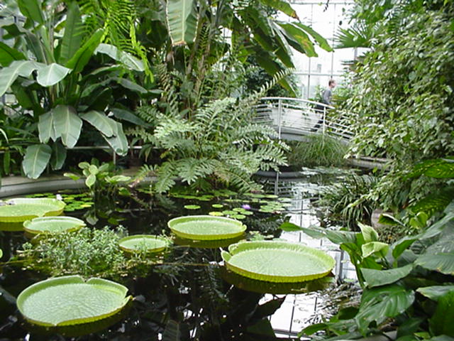 The Greehouse Gardens