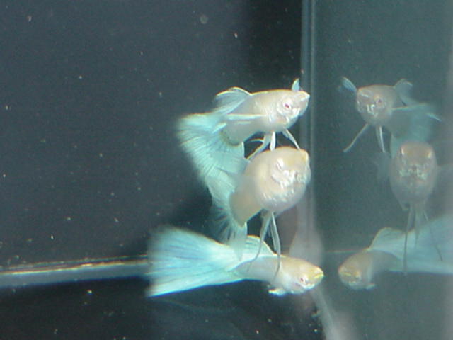 Blue Albino Longfin Entry