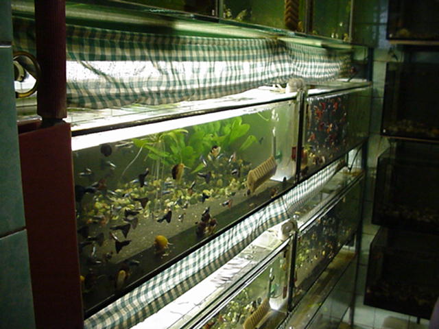 Lubor Kots Fishroom